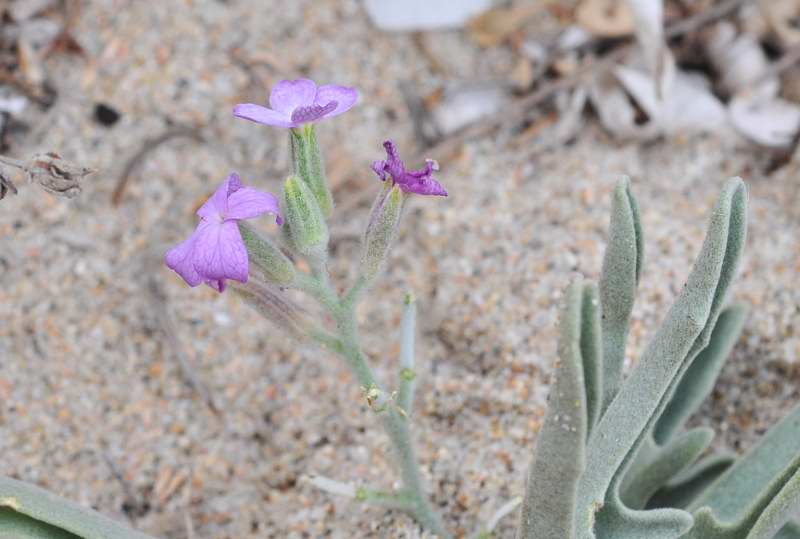 Matthiola sinuata e Matthiola tricuspidata